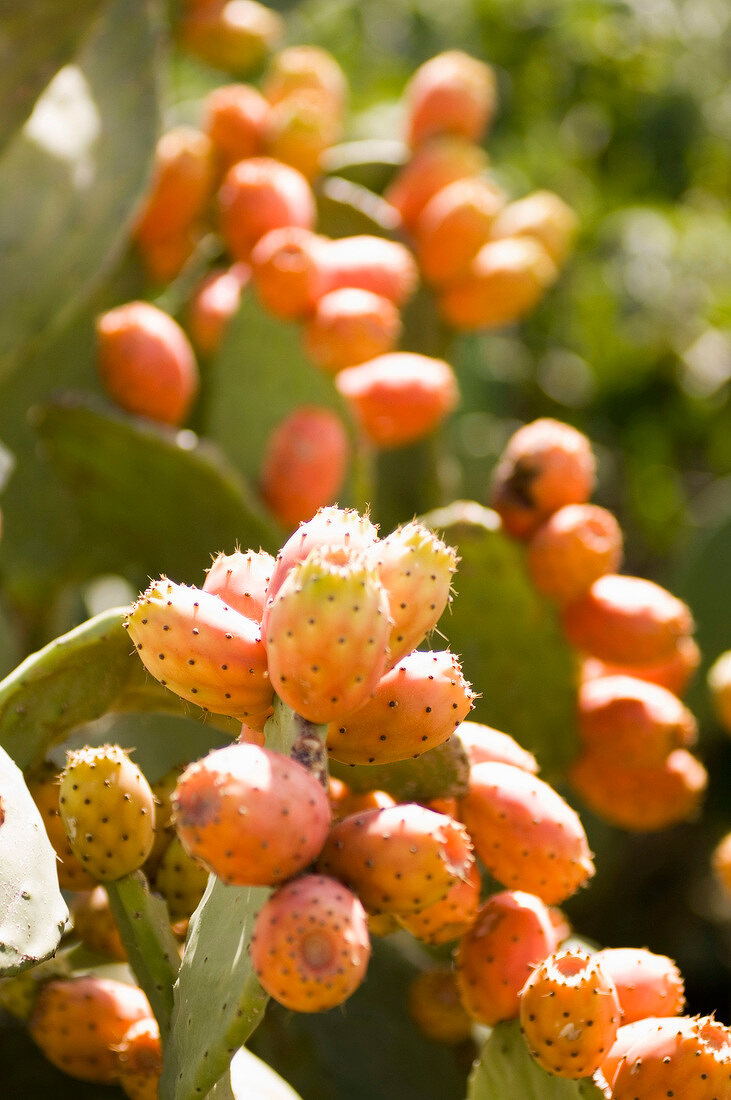 Close-up of Cactus with prickly pears