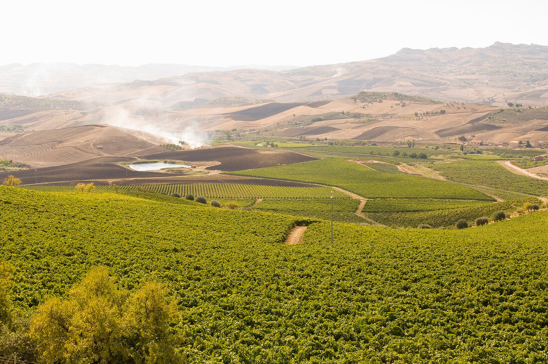 View of Regaleali winery of Sicilian society wineland