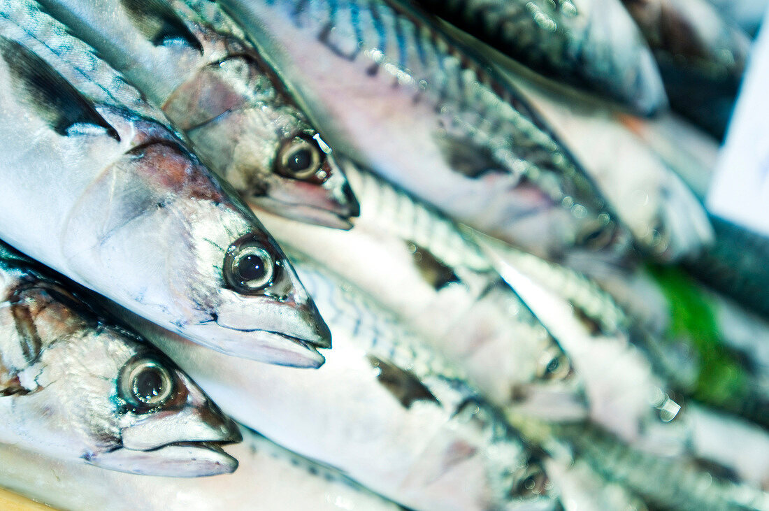 Close-up of freshly caught fish