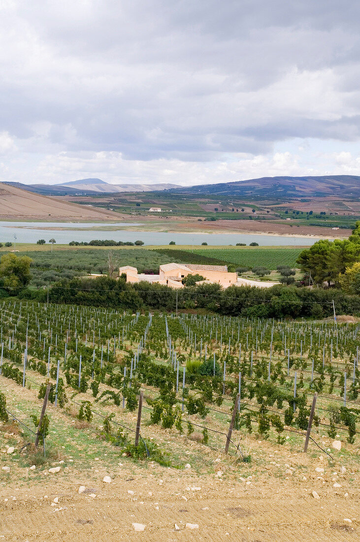 View of lake in region of regaleali grapevines, Sicily, Italy
