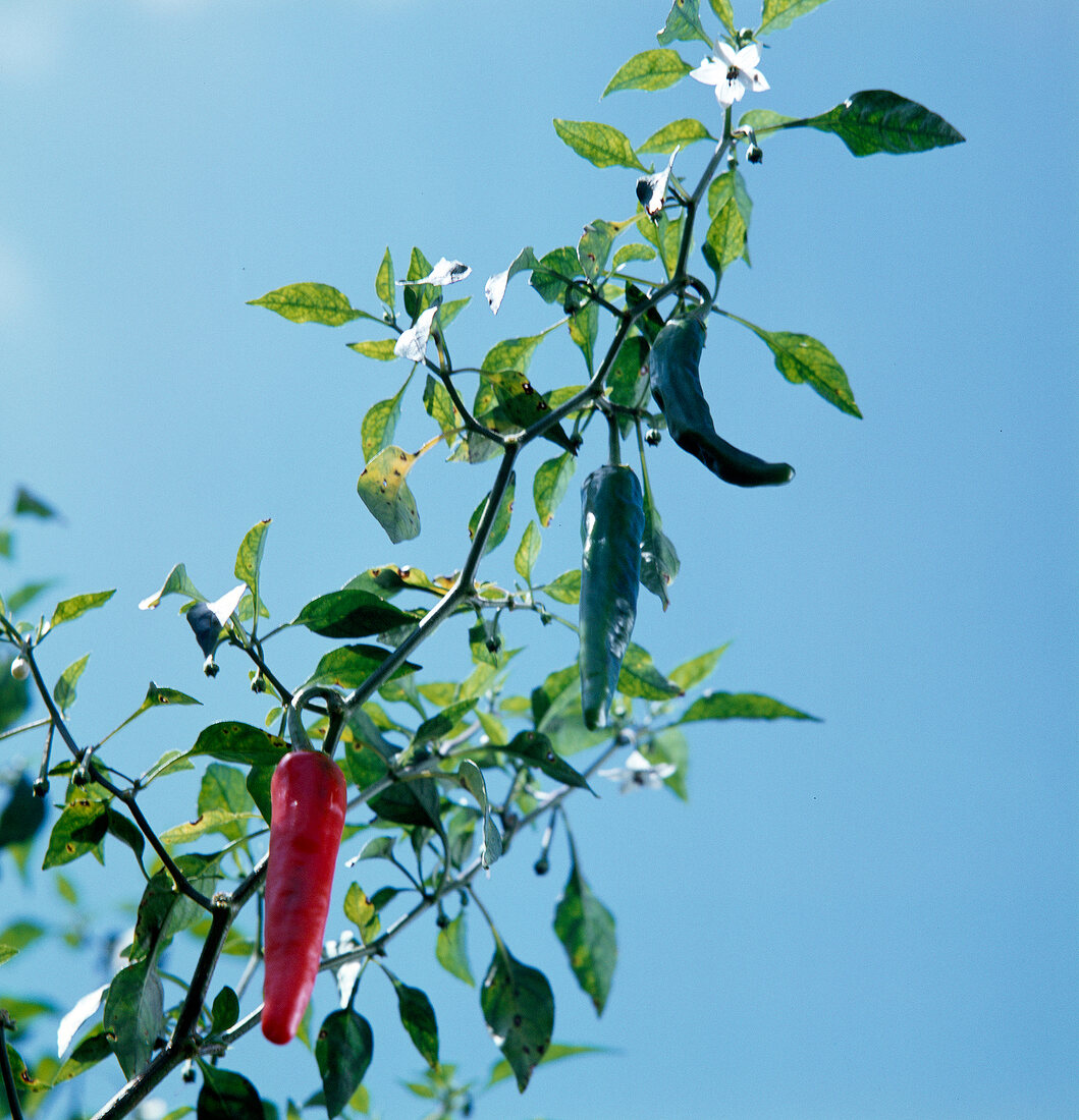 Paprika, Blüte und Früchte, Capsicum annuum, Pflanze