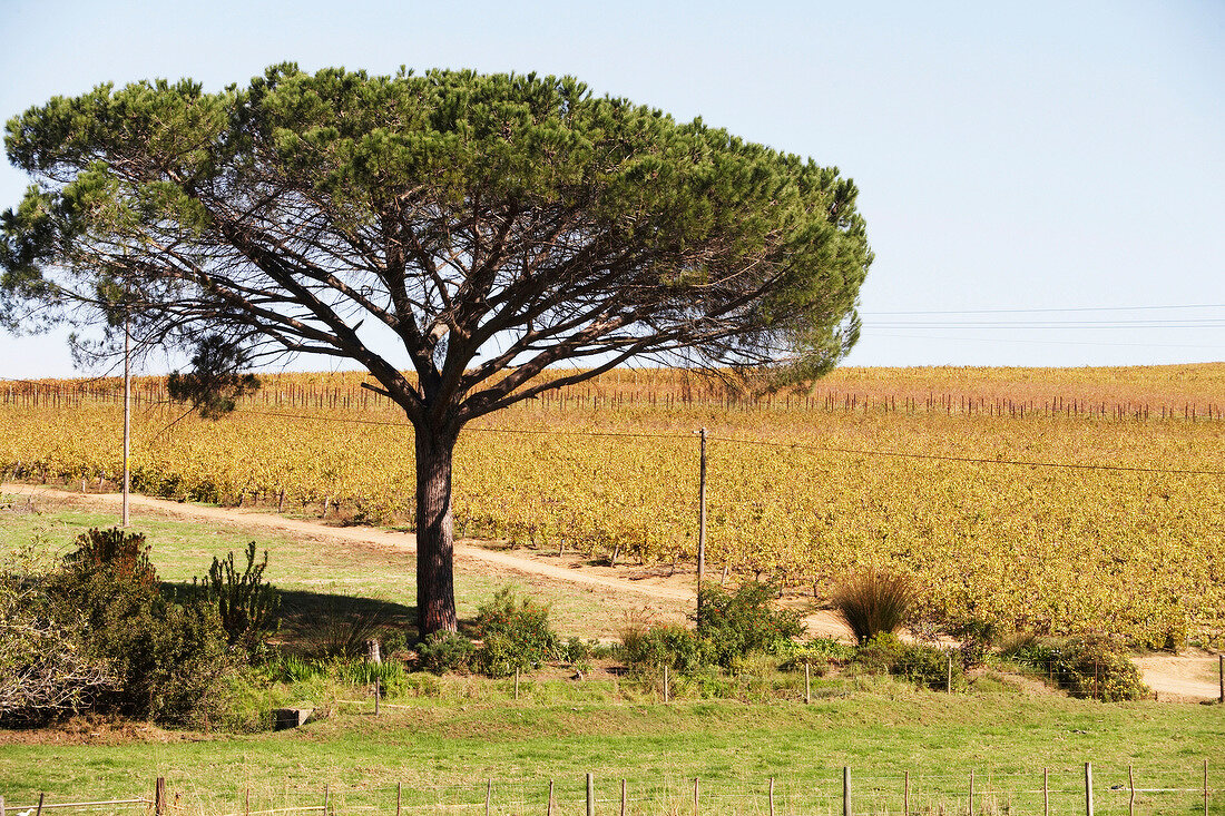 View of vineyards in DeWaal Wines, South Africa