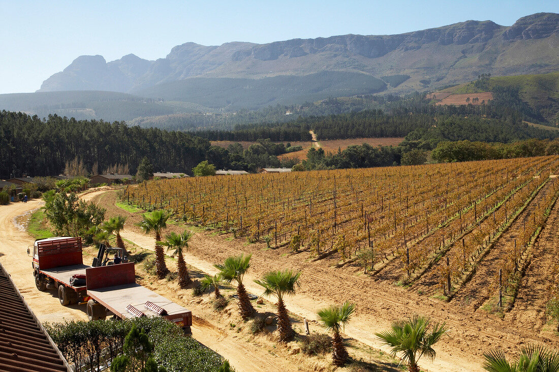 Südafrika, Weingut Ashanti, Weinanba u, Weinstöcke