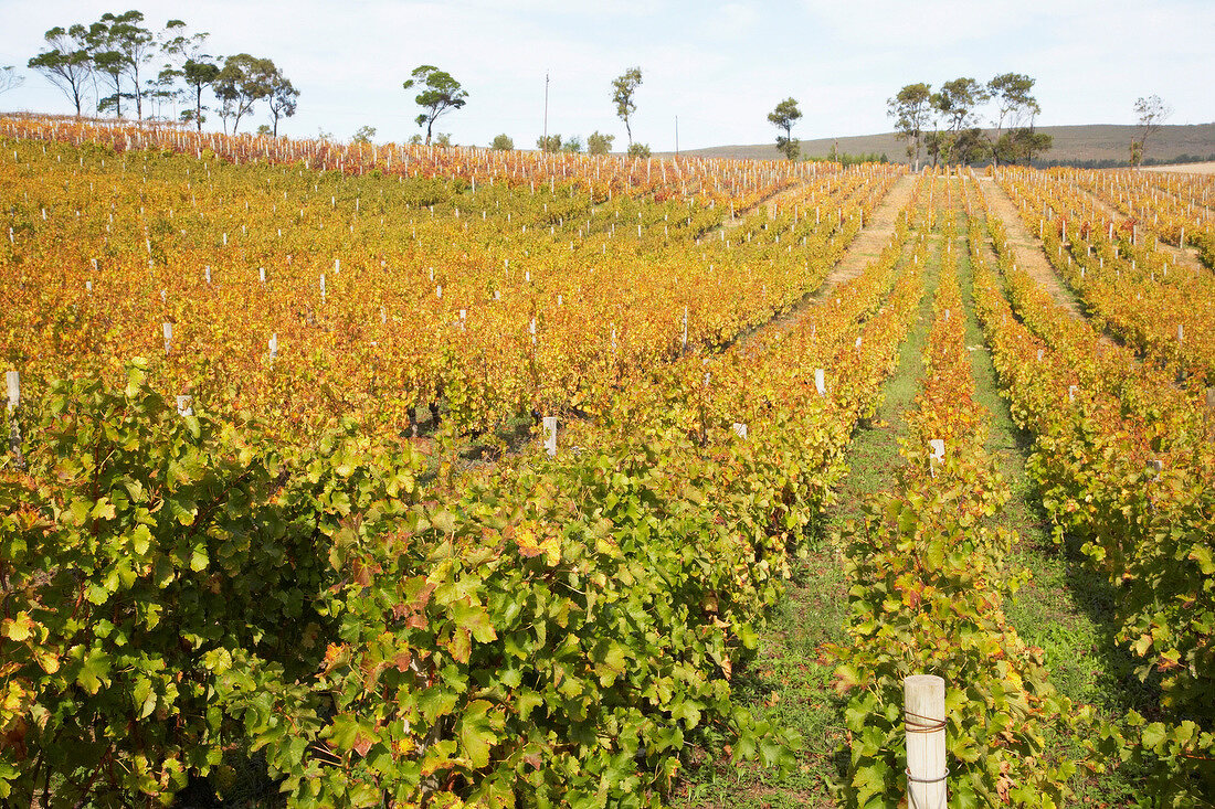 View of vineyard at Bouchard Finlayson Winery, South Africa