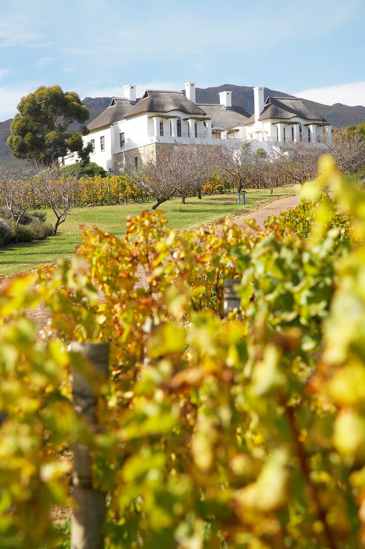 View of vineyard at Bouchard Finlayson Winery, South Africa