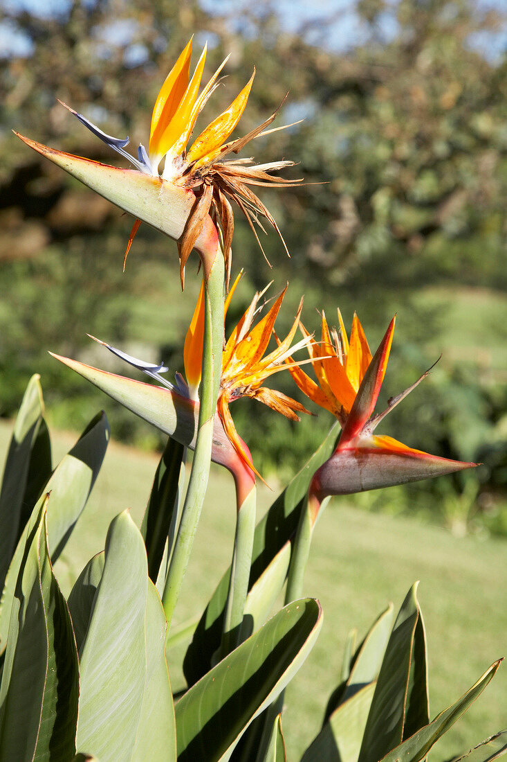 Close-up of strelitzia in South Africa