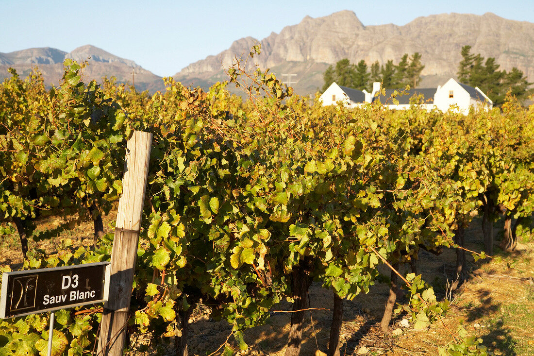 View of vineyard with house in background, Diemersfontein Wine, South Africa