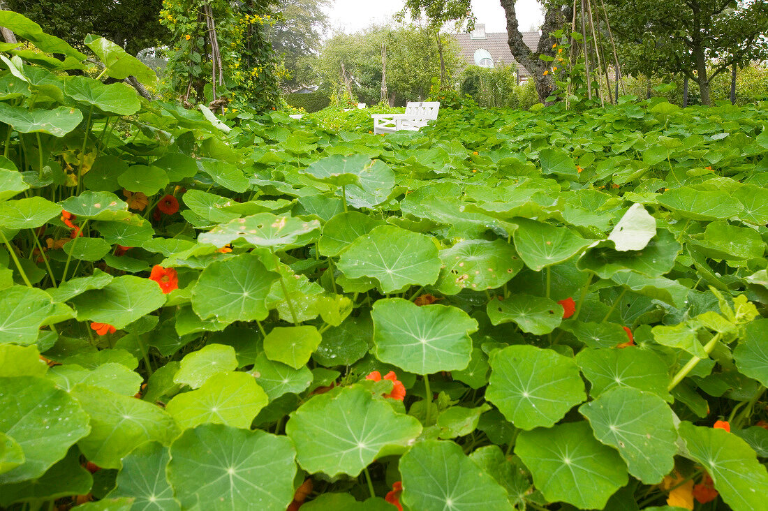 Nasturtium plant leaves in the garden of Castle Sofiero, Sweden