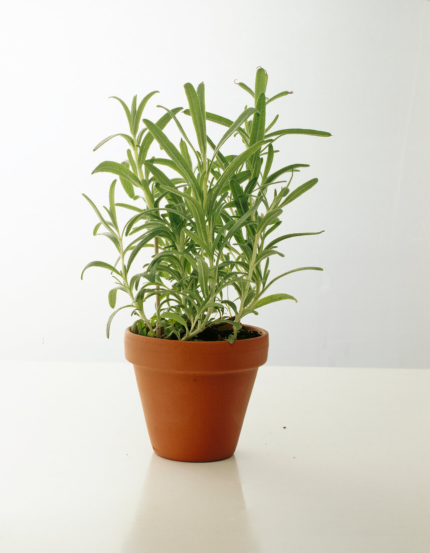 Herb plant in brown pot against white background
