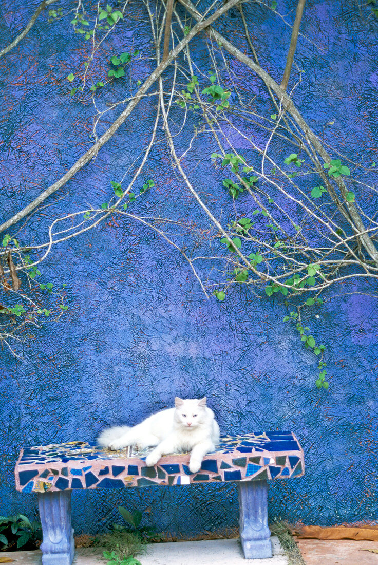 weiße Katze, liegt auf einer Bank, Wand blau.