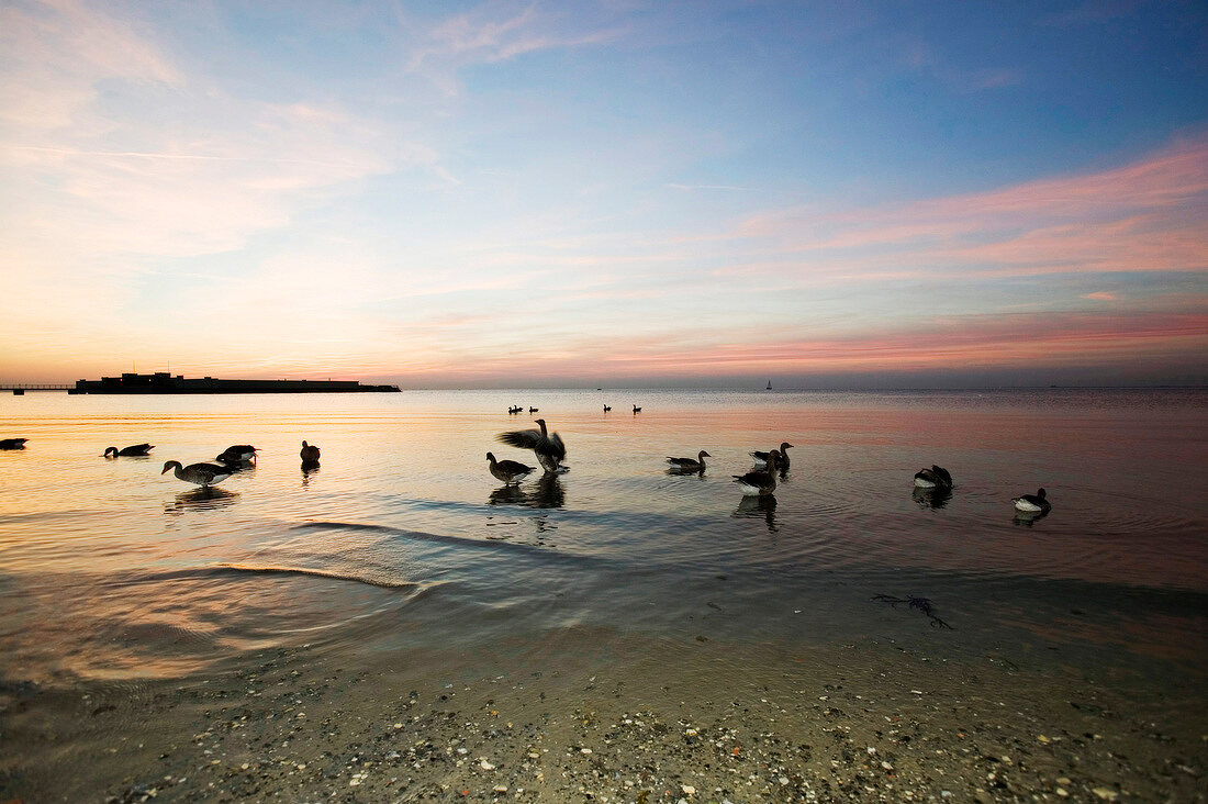 Geese on Ribersborg beach at sunset, Malmo, Sweden