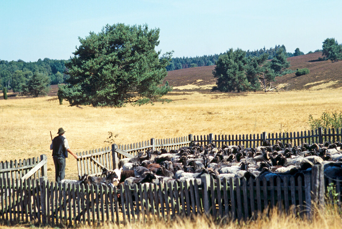 Shepherd and flock of sheep behind fence on field