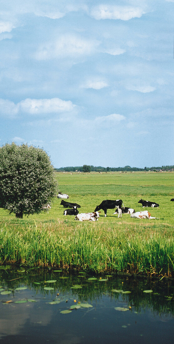 Schwarzbunte Kühe, Wiese, Baum, Fluss, Landschaft, Holland