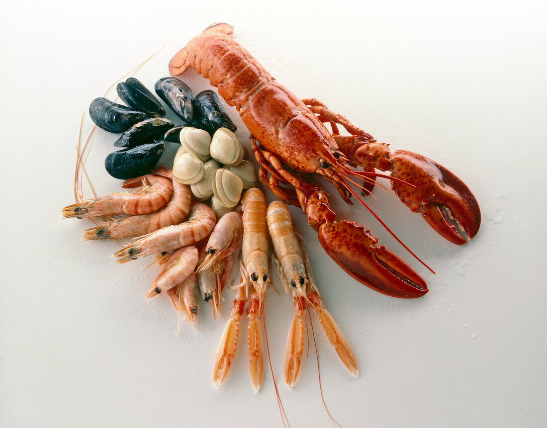 Lobster, shrimp, mussels on white background