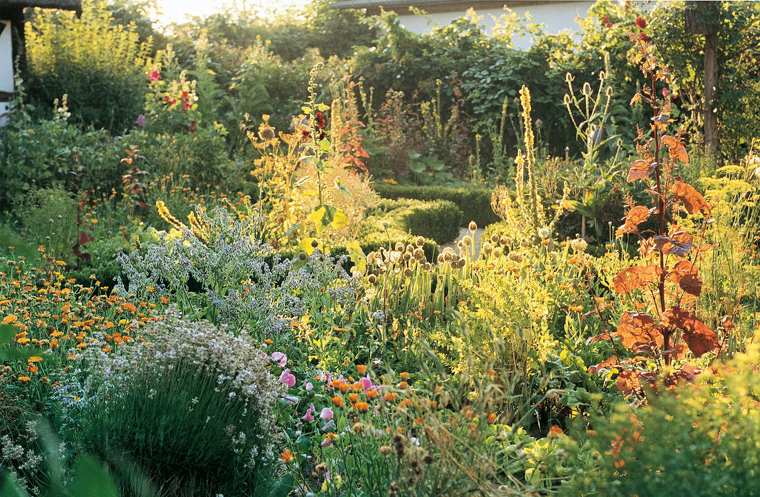 Bauerngarten in Deutschland, blühende Blumen und Kräuter, Sonne