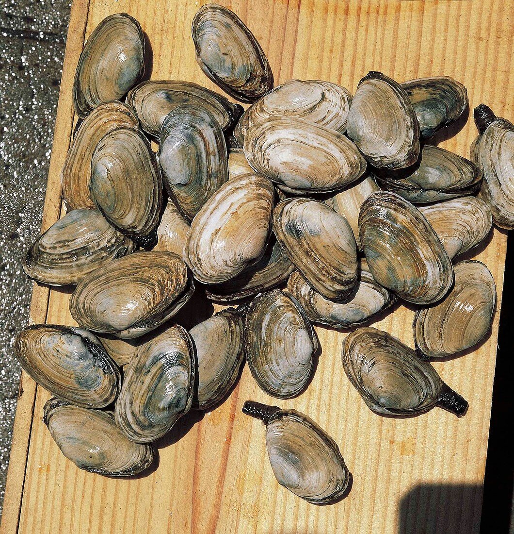 Buch der Meeresfrüchte Sandklaffmuscheln, grau