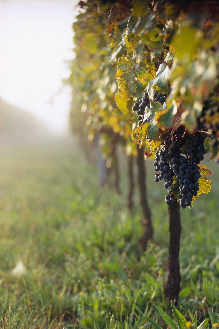 Merlot-Trauben am Rebstock in der Sonne