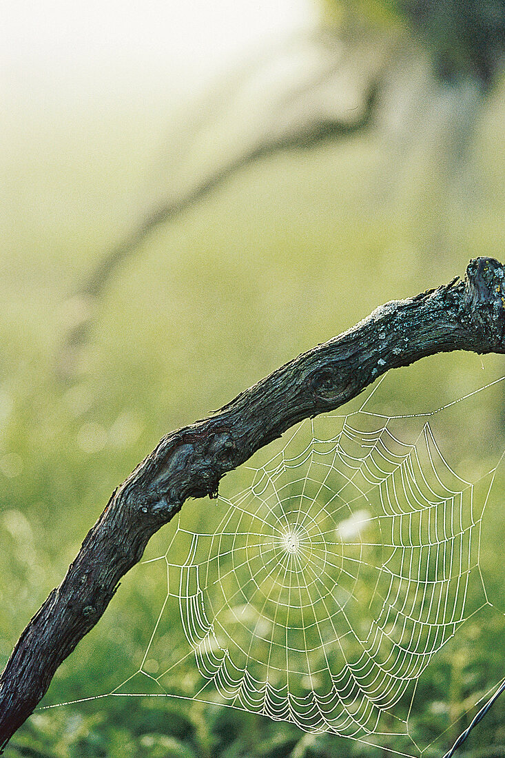 Spinnennetz am Ast, Sonne, Hintergrund unscharf, grün