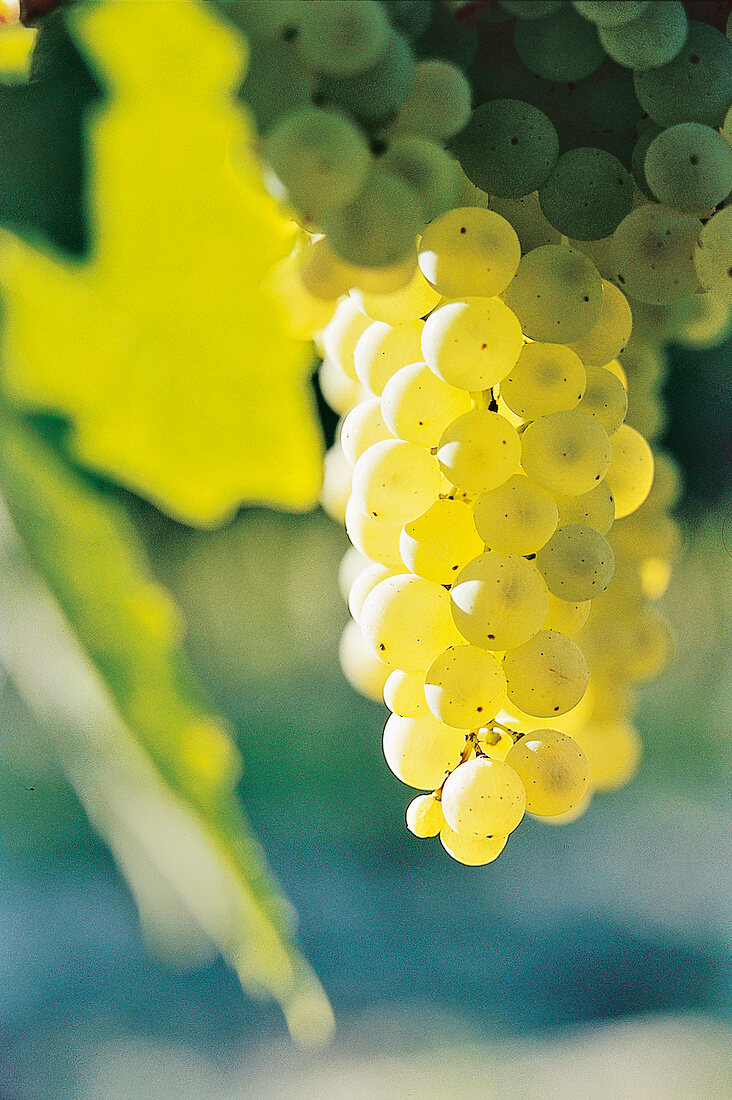 Muscadelle-Trauben am Rebstock in der Sonne