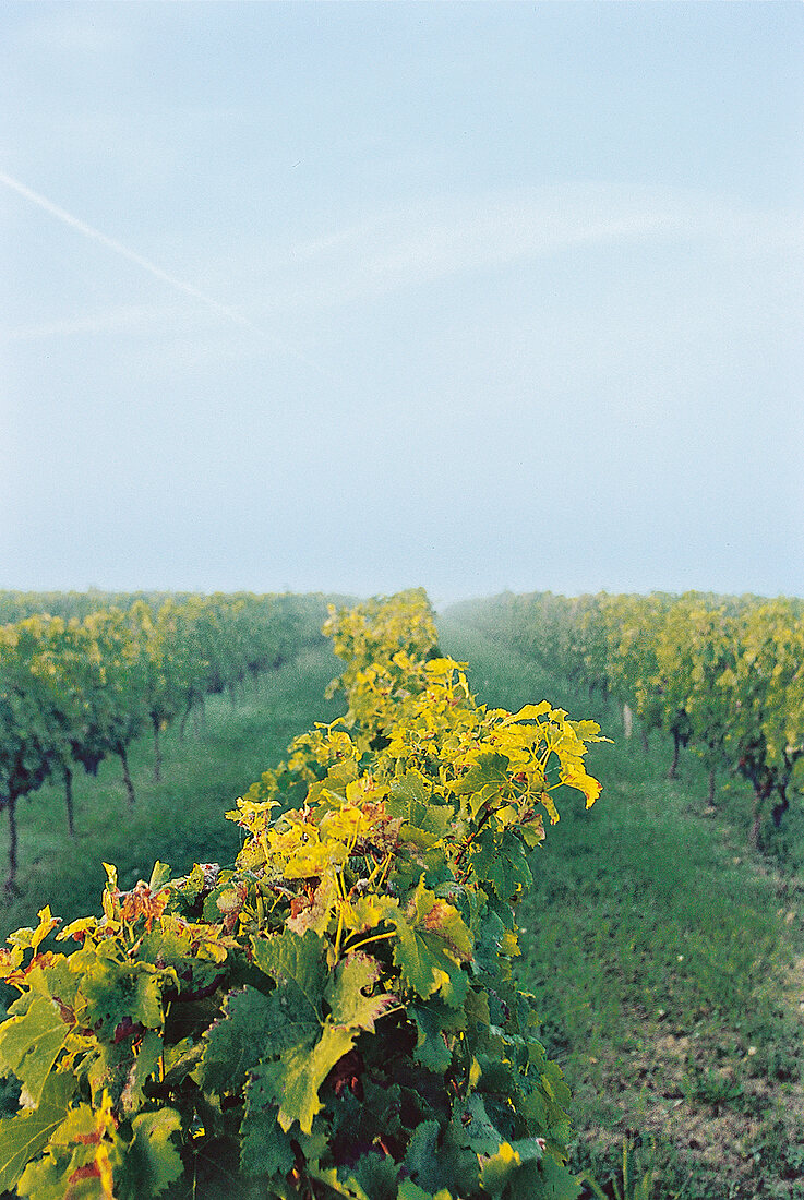 Rebfeld in Entre-deux-Mers mit breiten Gassen, grün, Abendlicht