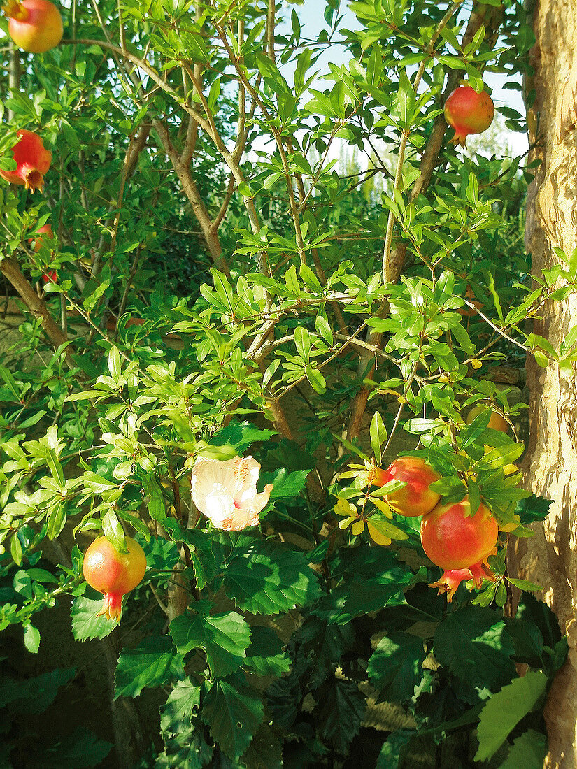 Pomegranate tree in Tuscany, Italy