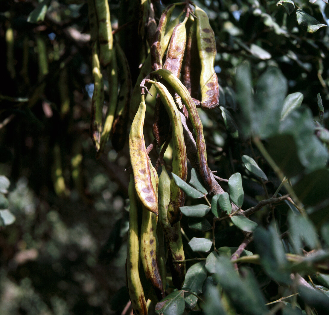 Buch der Exoten, Johannisbrot- baum, grün, länglich, Hülsenfrucht