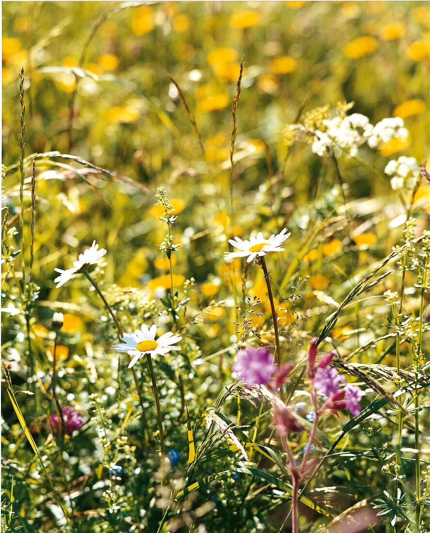 Different types of flowers in meadow