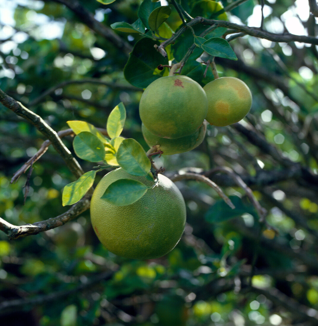 Grapefruits on grapefruit tree