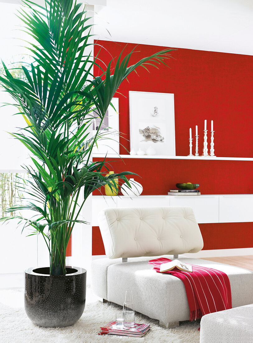 Kentia palm in black spotted pot in red and white living room