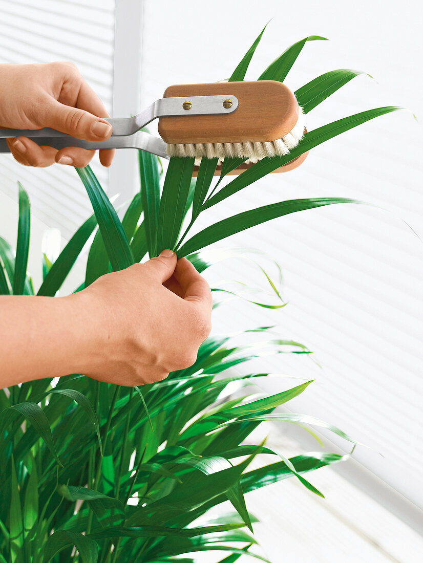 Brushing the leaves of potted palm with brush