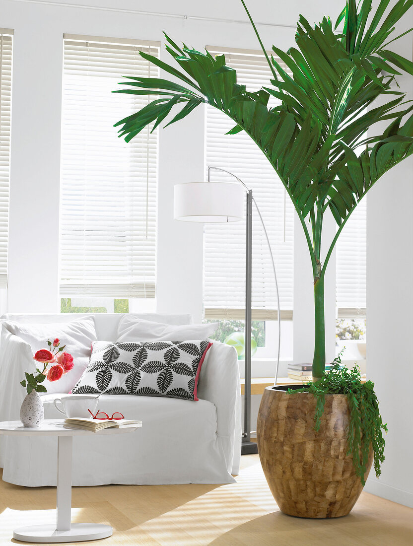 Manila palm tree near white sofa with pillows and window blinds in living room