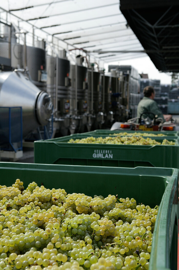 Kellerei Girlan Weingut in Girlan Cornaiano Trentino Südtirol