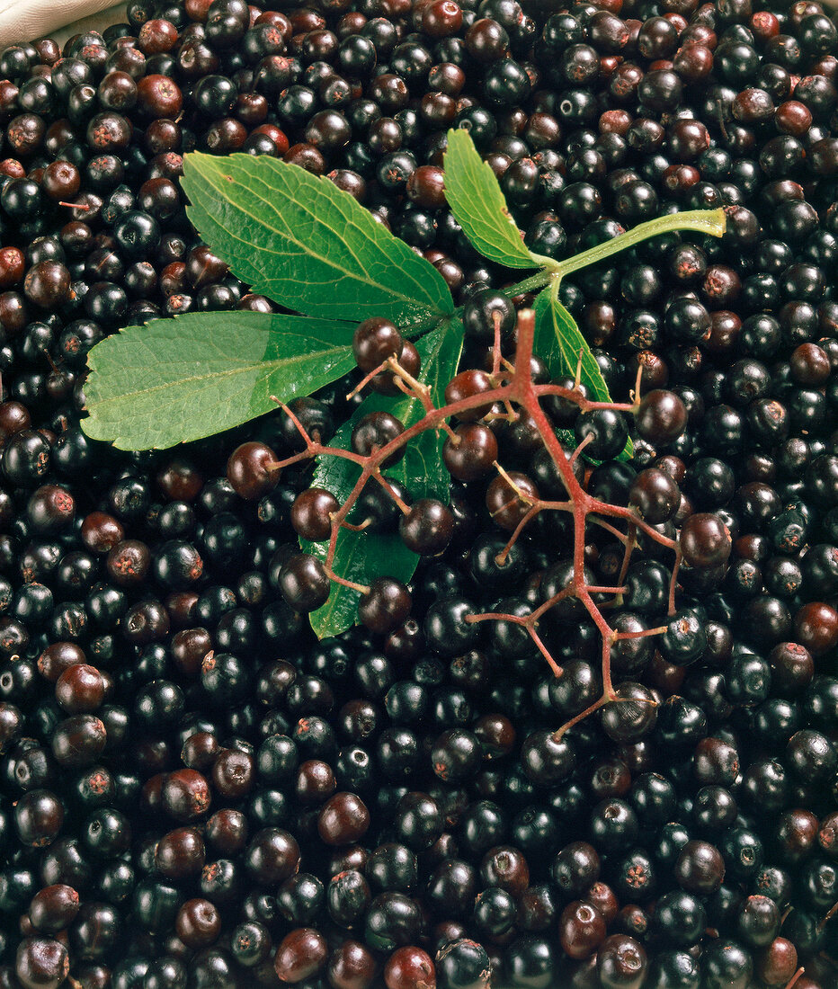 Close-up of heap of elderberries