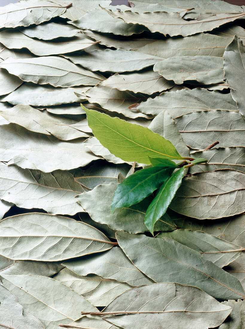 Close-up of fresh and dried bay laurel leaves