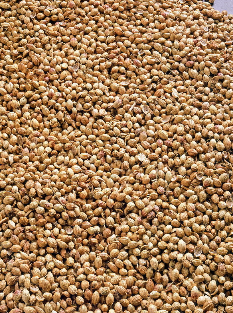 Close-up of dried coriander seeds