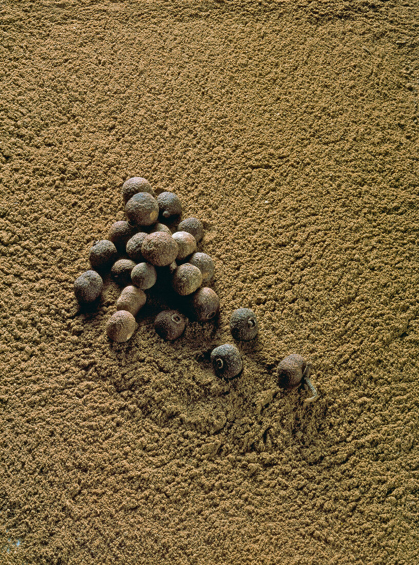 Close-up of allspice seeds with allspice powder