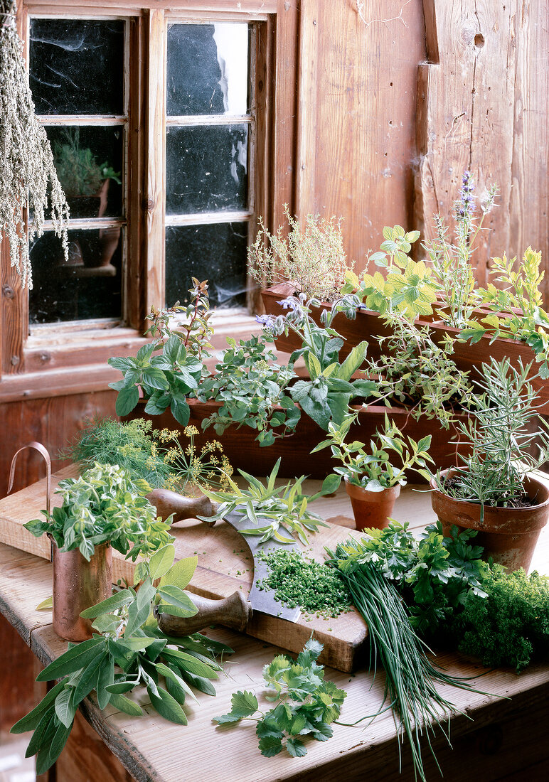 Variety of herbs on wooden table against window