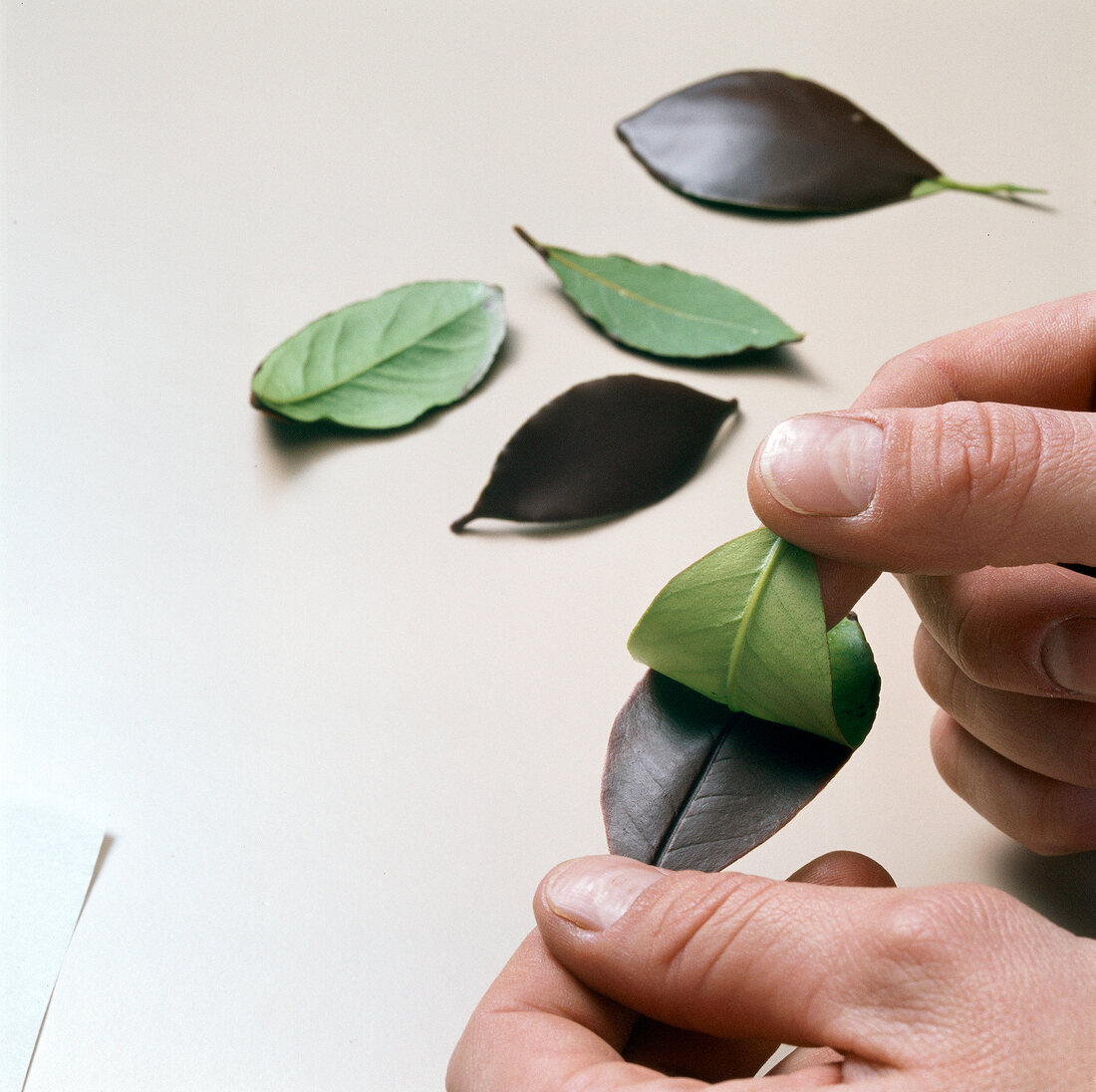 Close-up of hand peeling of leaf for preparation of chocolate leaves
