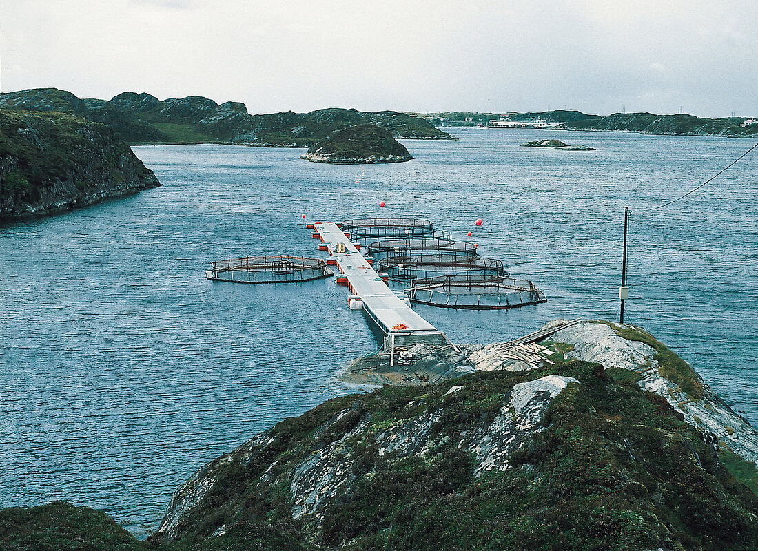 Fisch,  Fischzucht im Meer, Norwegen