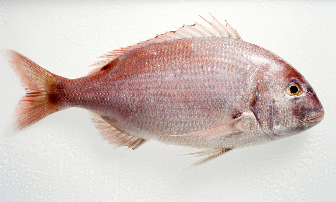 Fisch, Freisteller:  Sack- brasse, rötlich, rog