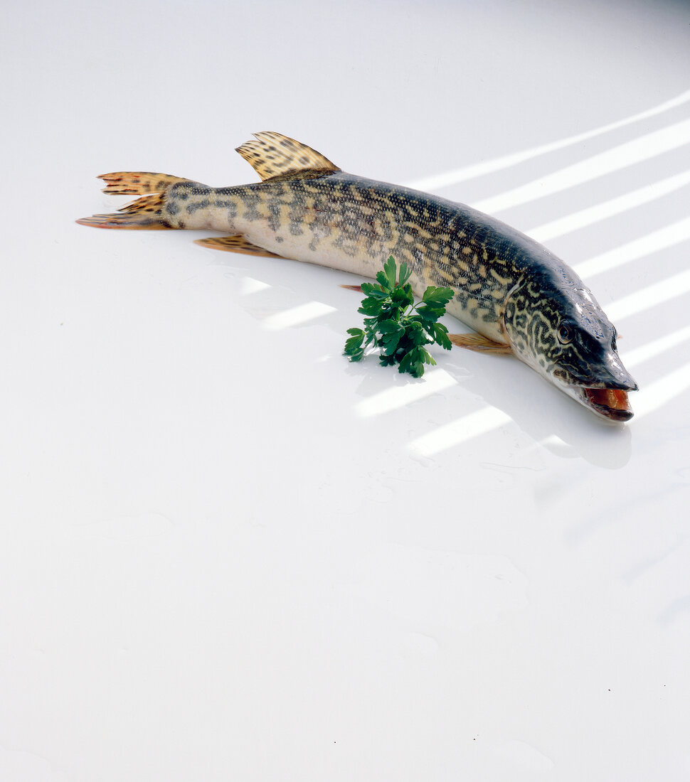 Pike and parsley on white background