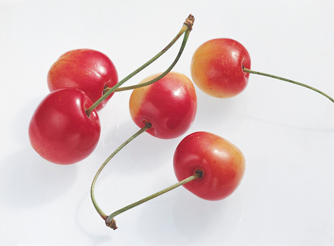Red cherries on white background
