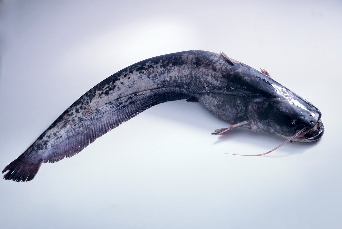 Raw gray catfish on white background