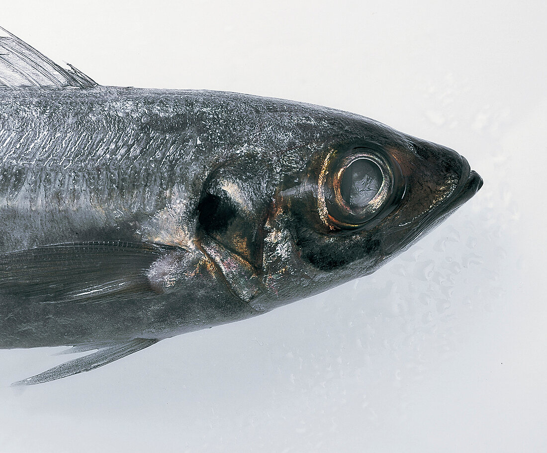 Fisch,  Freisteller:  Stöcker, trübe Augen