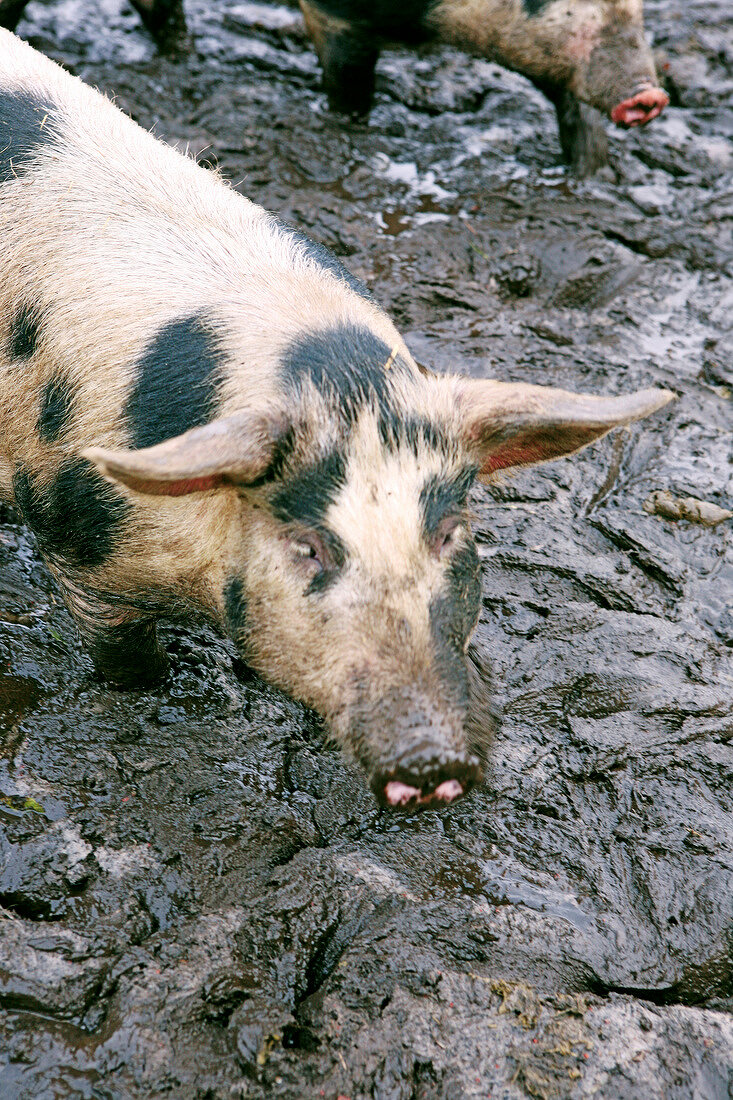 Close-up of bentheim black pied pigs in dirt