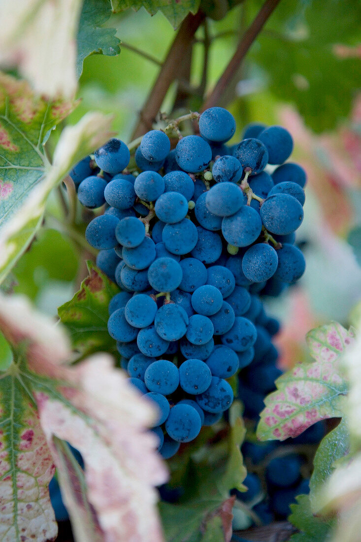 Close-up of grenache in vineyard