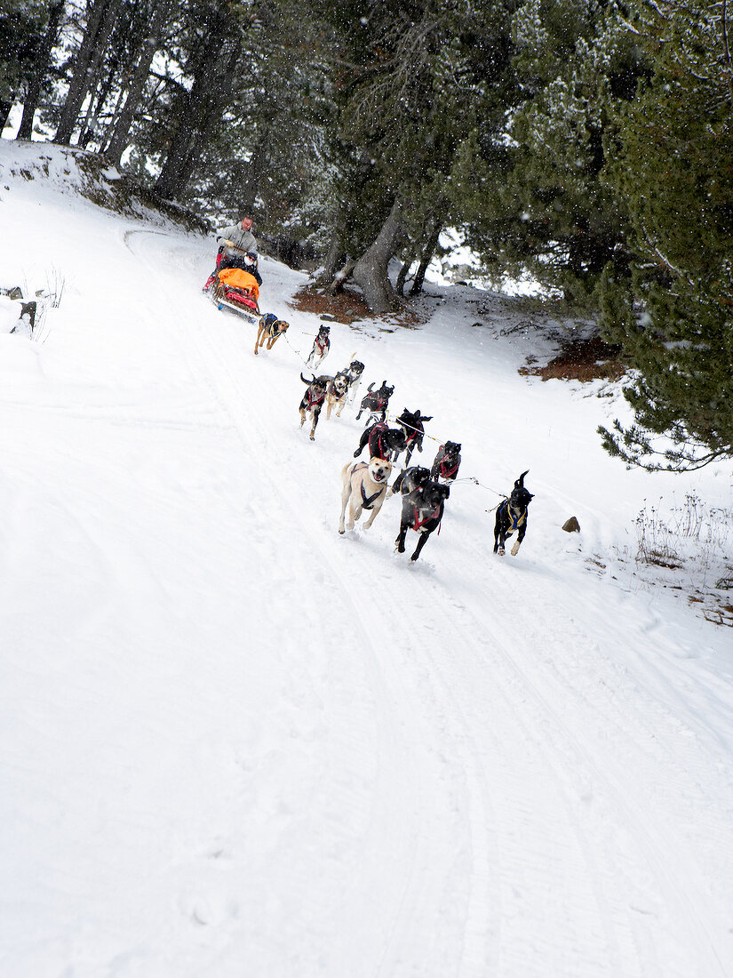 Fahrt mit Hundeschlitten im Schnee, Spanien, Pyrenäen