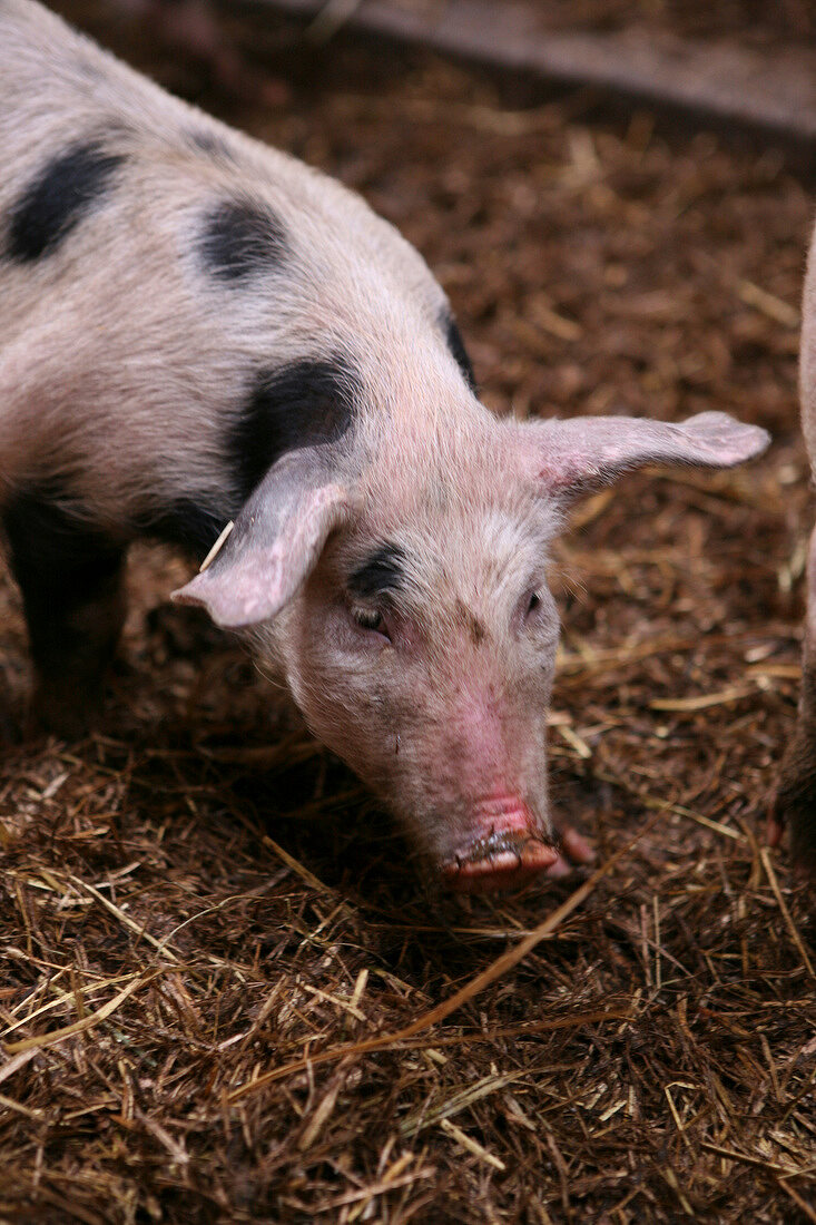 Bentheim black pied pigs in pigsty