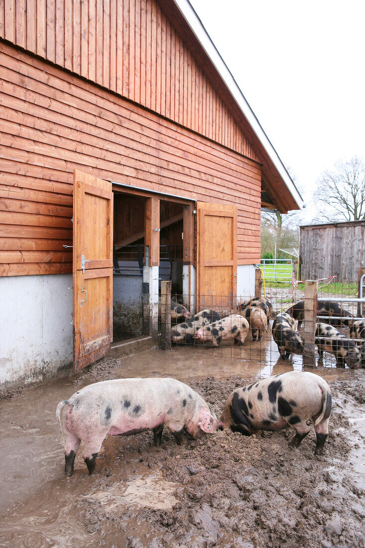 Bentheim black pied pigs in dirt outside barn