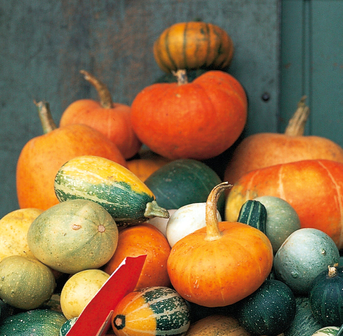 Close-up of various types of pumpkins